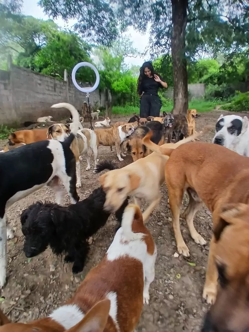 Asociación Amigos del Animal