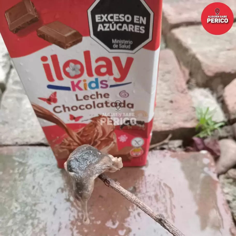 Rata en un envase de chocolatada en Jujuy