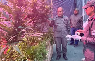 bariloche desbaratan un invernadero clandestino de cannabis a gran escala