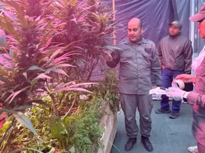 bariloche desbaratan un invernadero clandestino de cannabis a gran escala
