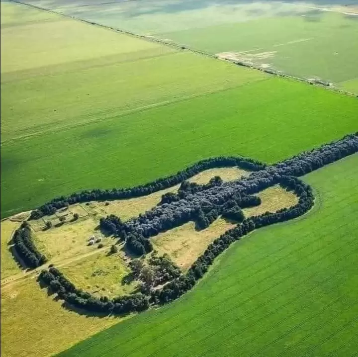 guitarra de arboles