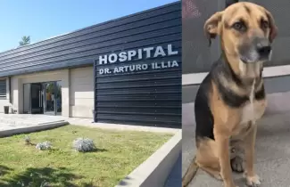 perro c�rdoba