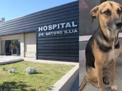 perro c�rdoba