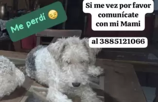 Llamado a la solidaridad: se busca a una Fox Terrier que se perdi� en la zona de Lozano y Yala