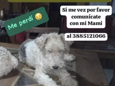 Llamado a la solidaridad: se busca a una Fox Terrier que se perdi� en la zona de Lozano y Yala