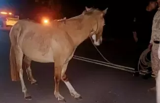 caballo suelto herido