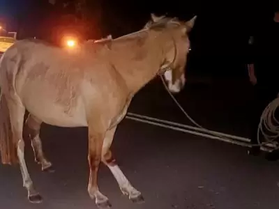 caballo suelto herido