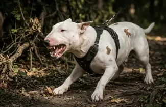 bull terrier