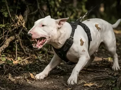 bull terrier