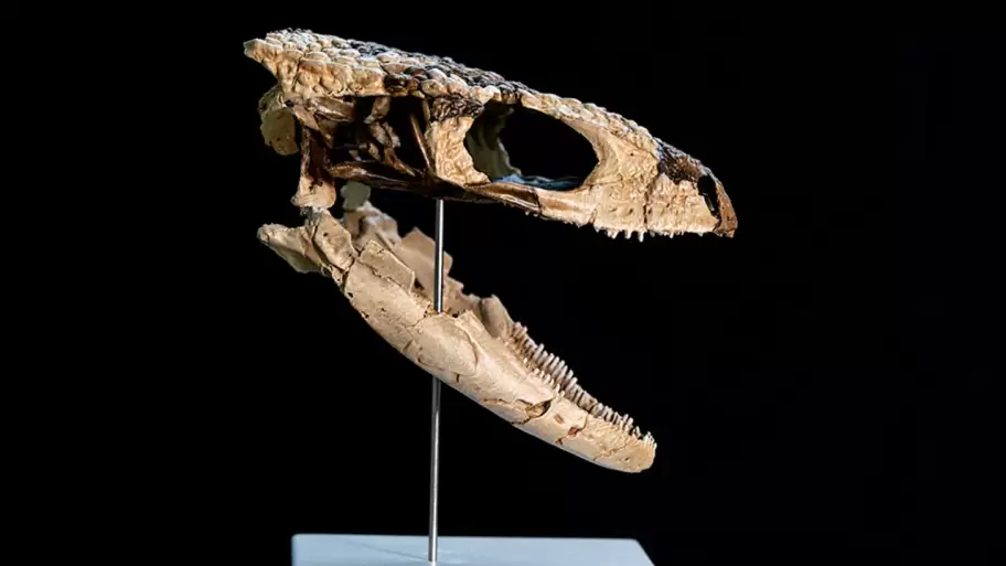 La cabeza del reptil fue reconstruída por científicos