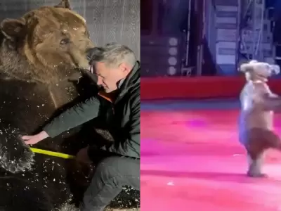 Qui�n es Tom: el oso ruso de 600 kg cedido por un circo que conquist� las redes sociales