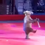 Quién es Tom: el oso ruso de 600 kg cedido por un circo que conquistó las redes sociales
