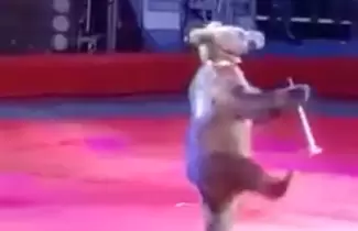 Qui�n es Tom: el oso ruso de 600 kg cedido por un circo que conquist� las redes sociales