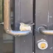 Un colibrí hizo su nido en la manija de una puerta y la reacción de un hotel sorprendió a todos