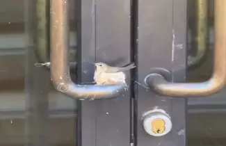 Colibri puso su nido en la manija de una puerta