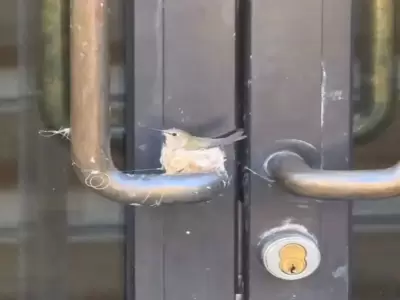Colibri puso su nido en la manija de una puerta
