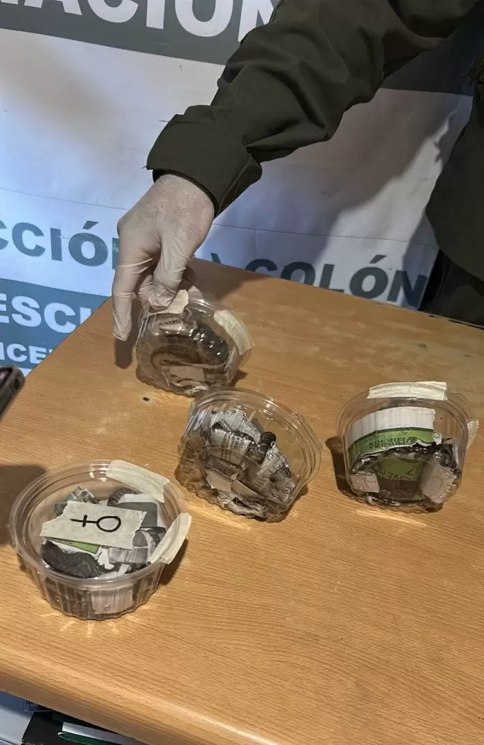 Boas constrictoras en potes