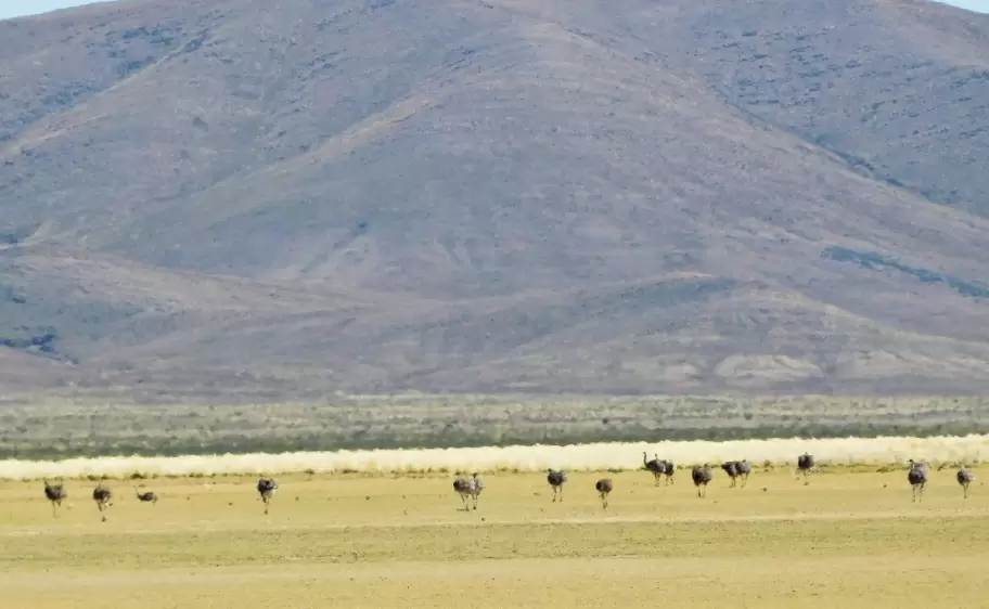 monitoreo de vicuñas y suris en pozuelos