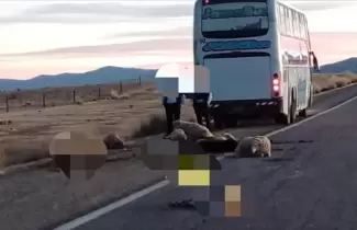 Tr�gico siniestro en Ruta 9: un colectivo embisti� a un reba�o de ovejas cerca de La Quiaca