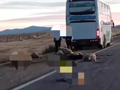 Tr�gico siniestro en Ruta 9: un colectivo embisti� a un reba�o de ovejas cerca de La Quiaca