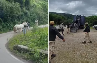 animales sueltos en rutas de Jujuy