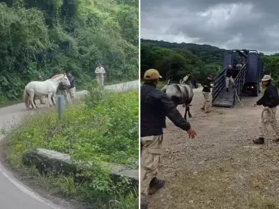 animales sueltos en rutas de Jujuy