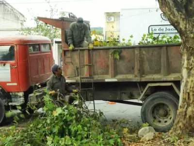 tareas de poda