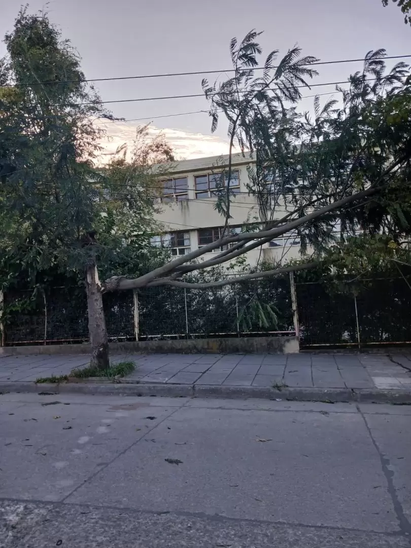 �rbol ca�do en Campo Verde