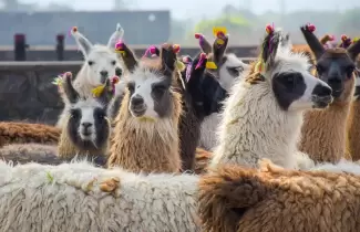 llamas