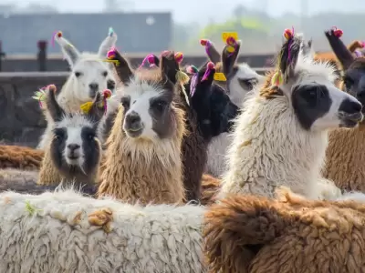 llamas