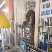 Encontraron una enorme lampalagua dentro de un comercio y gener� momento de tensi�n
