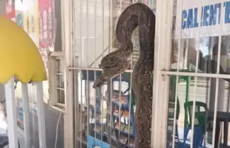 Lampalagua en un drugstore de Salta