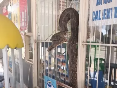 Lampalagua en un drugstore de Salta