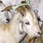Rescataron a 40 animales de un templo umbanda en Quilmes