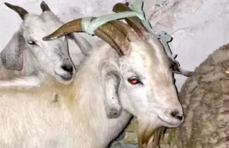 animales rescatados quilmes