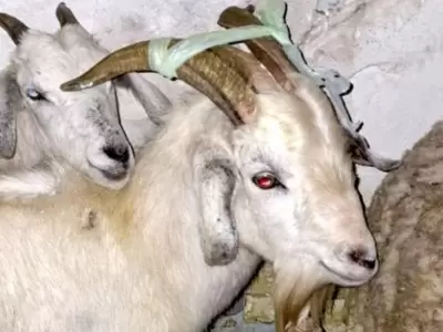 animales rescatados quilmes