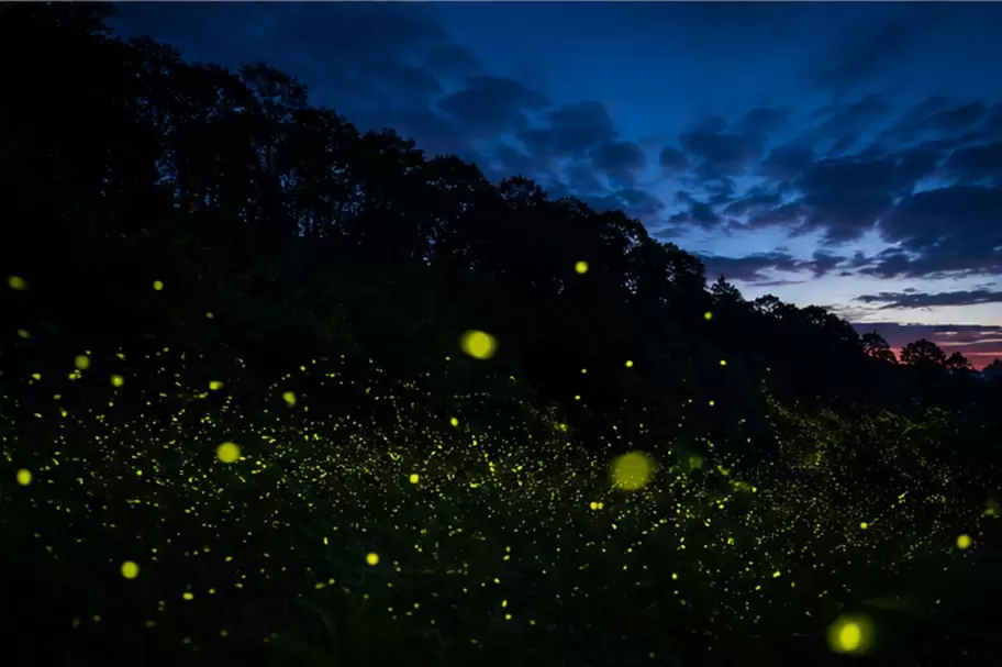 Campo de luci�rnagas