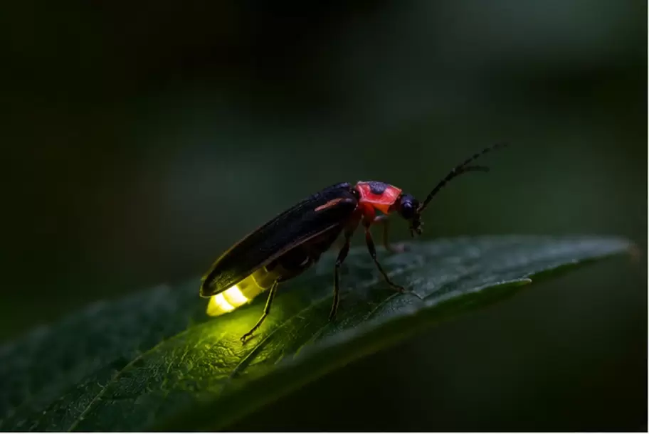 Las luci�rnagas est�n en peligro de extinci�n