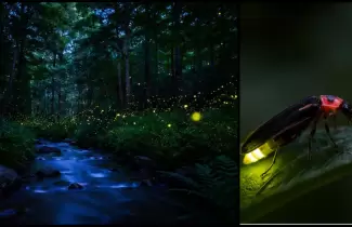 La luci�rnaga es uno de los insectos m�s fascinantes que tiene la naturaleza