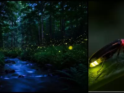 La luci�rnaga es uno de los insectos m�s fascinantes que tiene la naturaleza