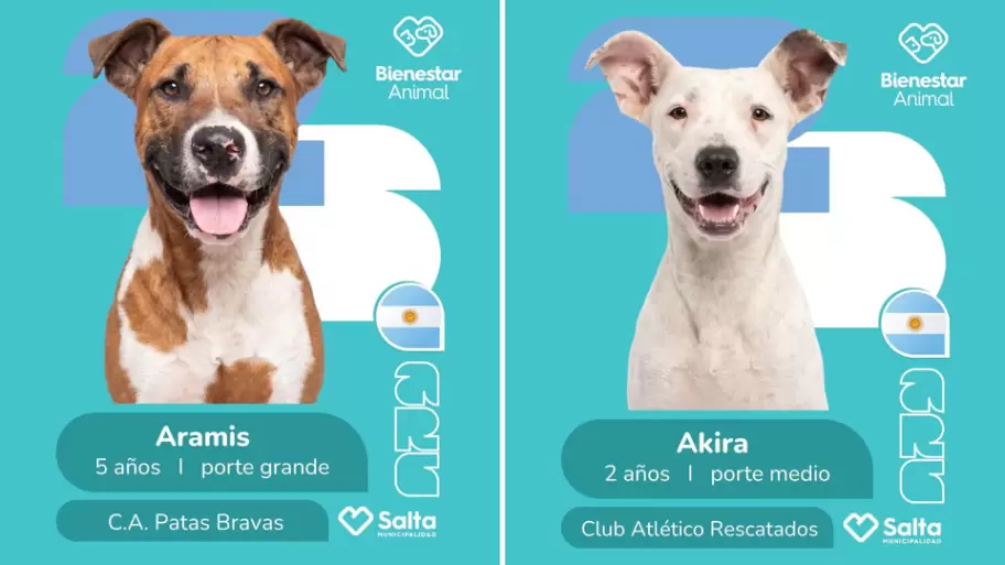 campaña adopción salta
