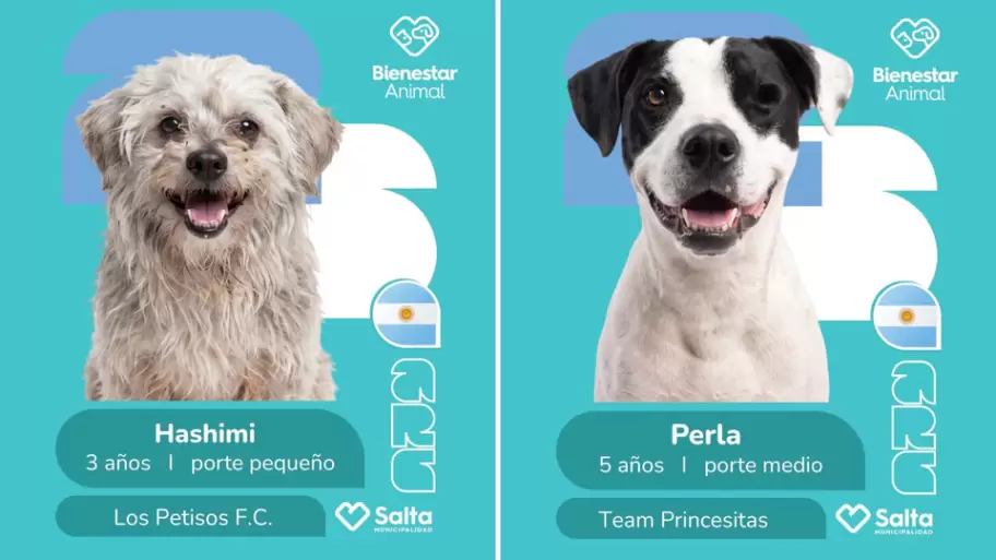 campaña adopción salta