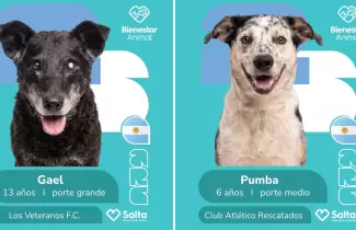figuritas campa�a adopci�n