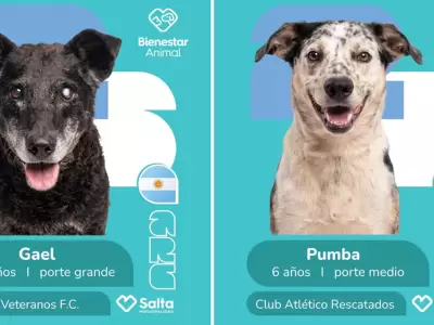 figuritas campa�a adopci�n