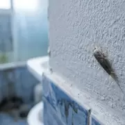 Qué significa encontrar pececillos de plata en casa y cómo eliminarlos