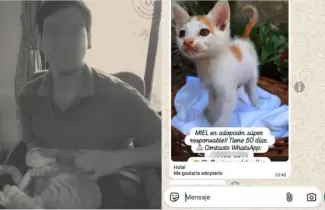 Asesino de gatos
