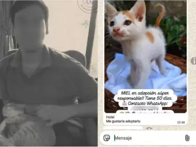 Asesino de gatos