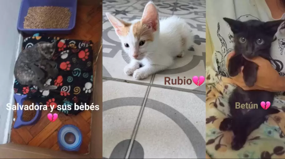 Gatitos Asesinados
