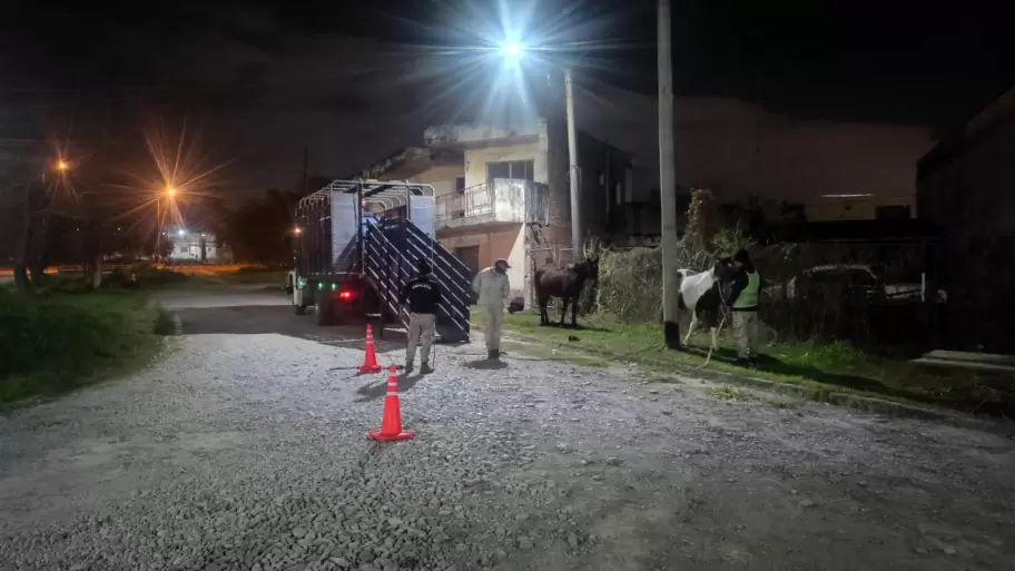Caballos en la ruta provincial 56
