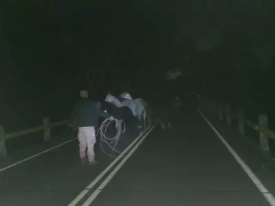 Caballos en la ruta provincial 56